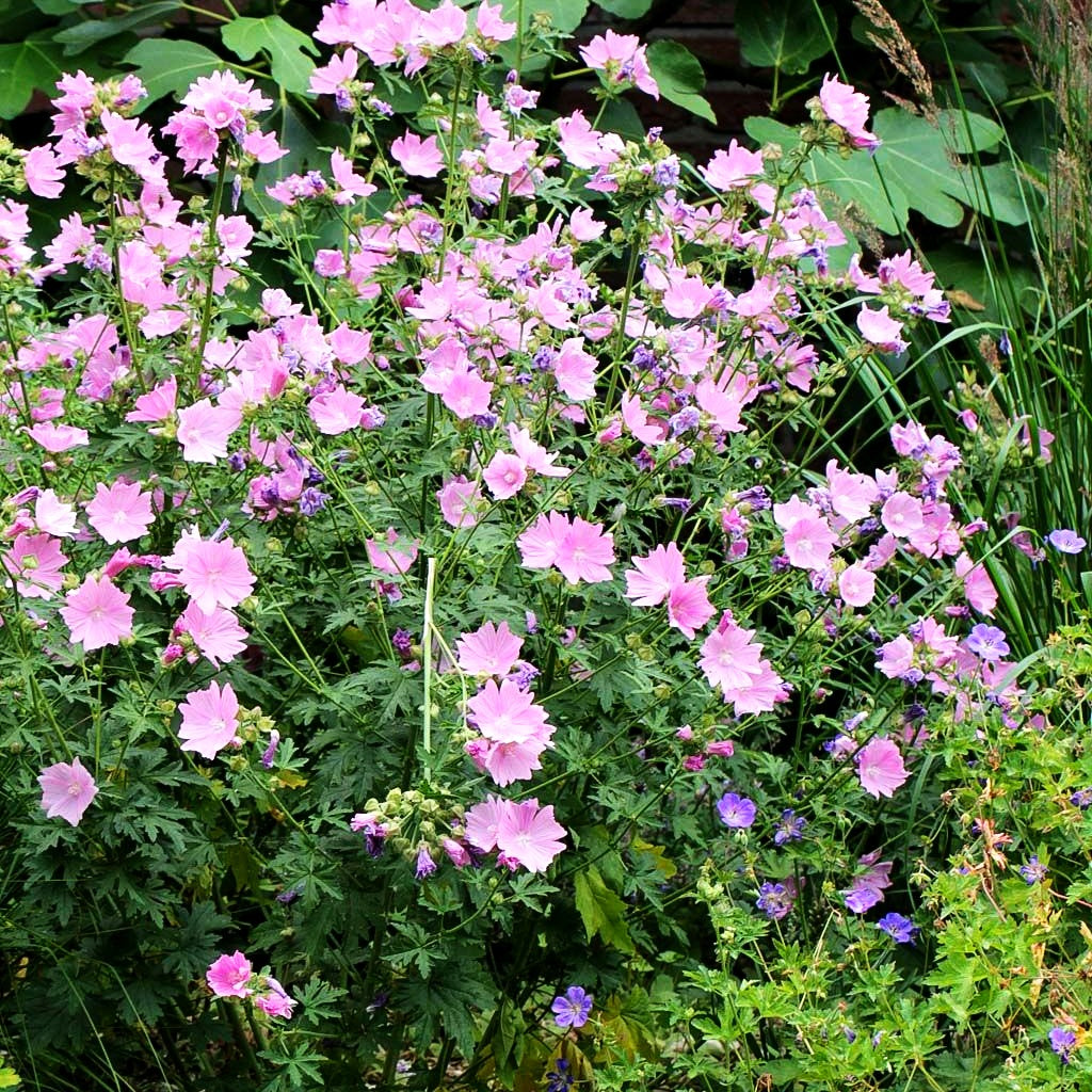 Moschus-Malve (Malva moschata)