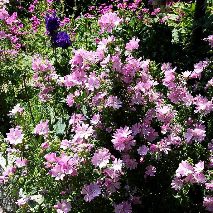 Moschus-Malve (Malva moschata)