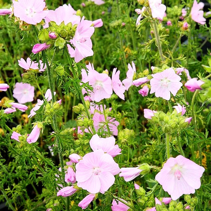 Moschus-Malve (Malva moschata)
