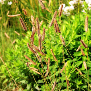 Moskitogras (Bouteloua gracilis)
