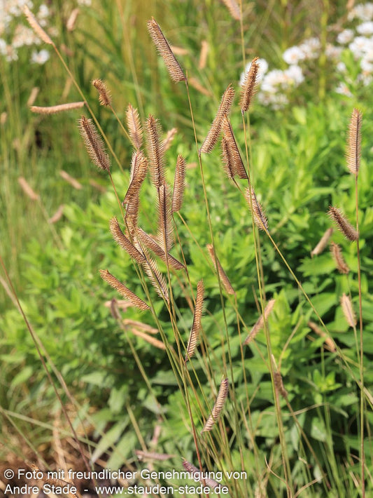 Moskitogras (Bouteloua gracilis)