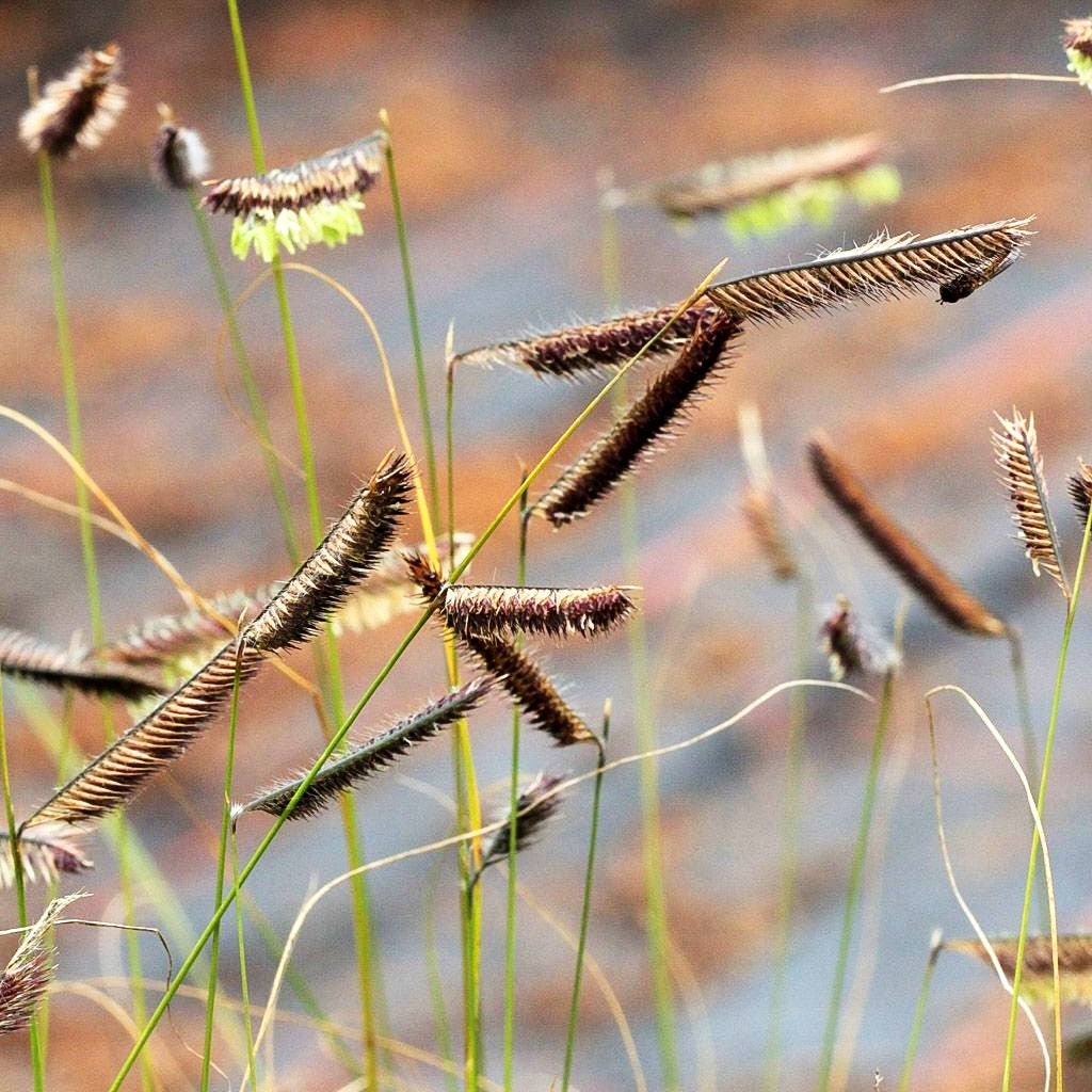 Moskitogras (Bouteloua gracilis)