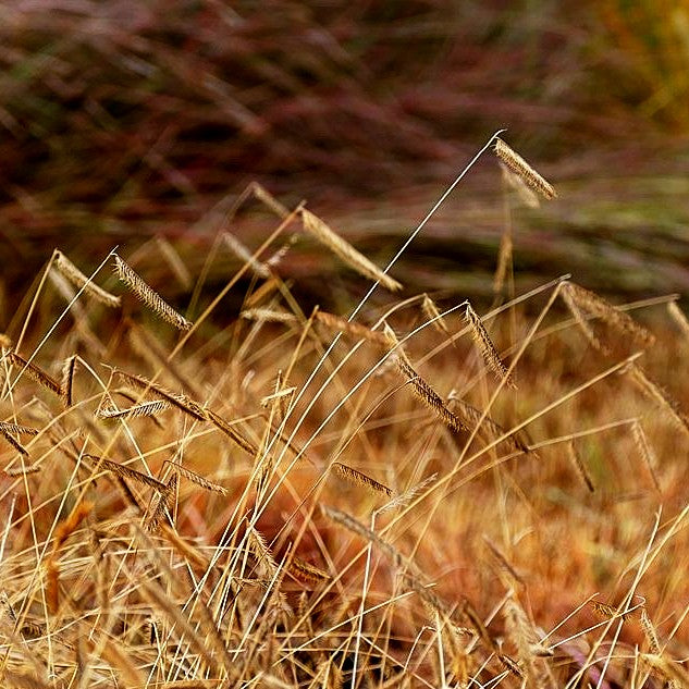 Moskitogras (Bouteloua gracilis)