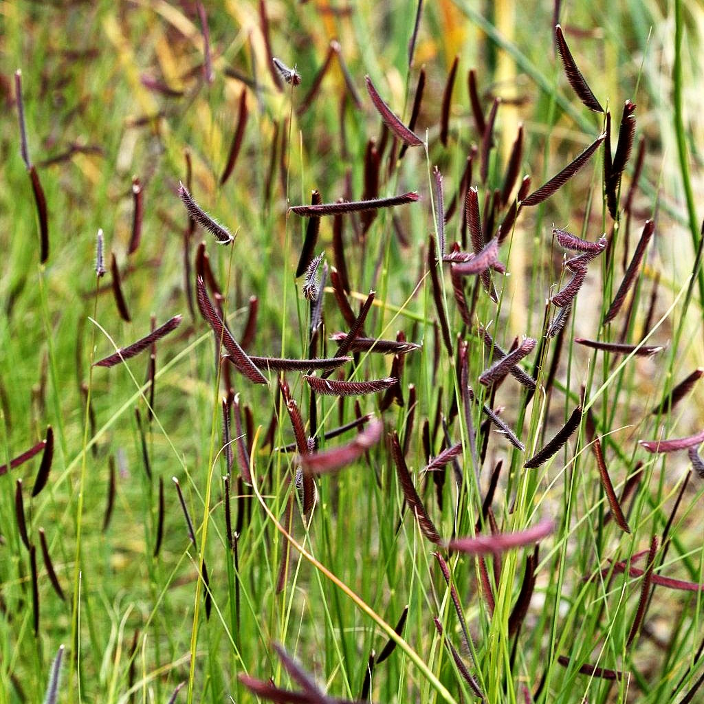 Moskitogras (Bouteloua gracilis)