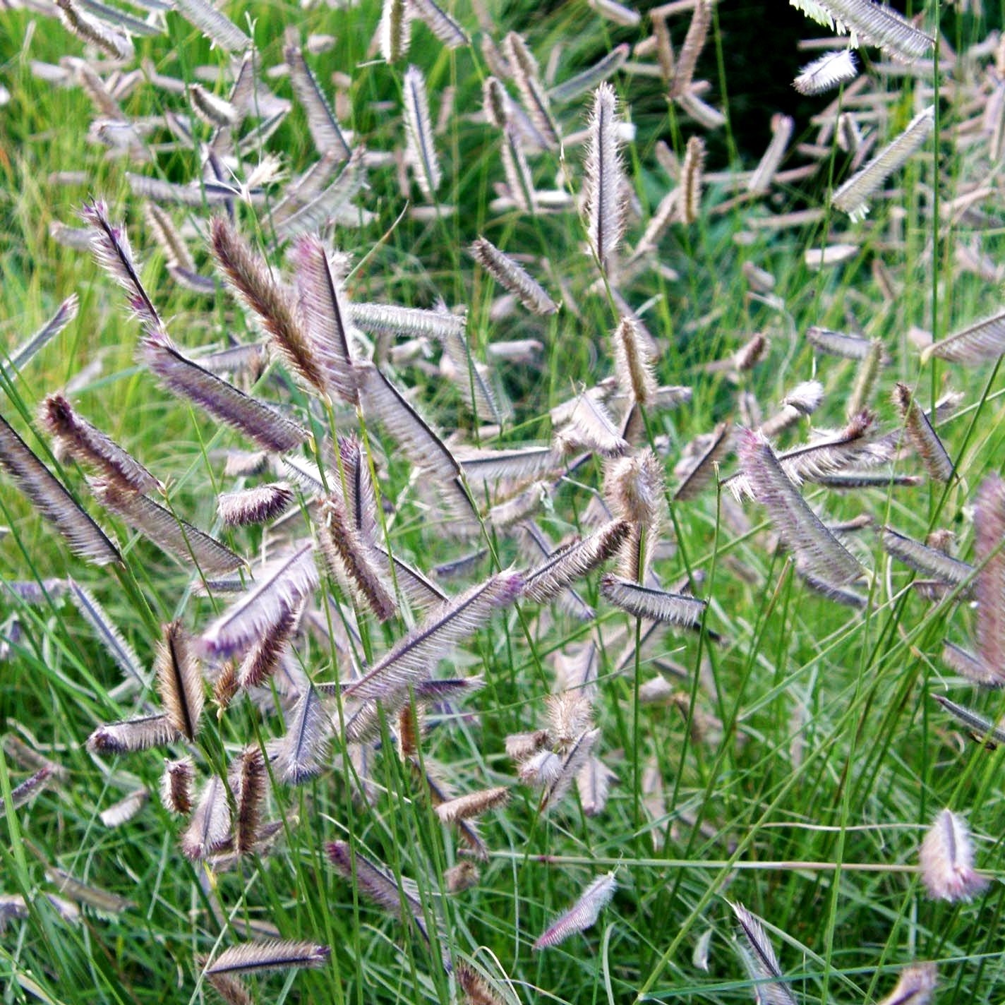 Moskitogras (Bouteloua gracilis)