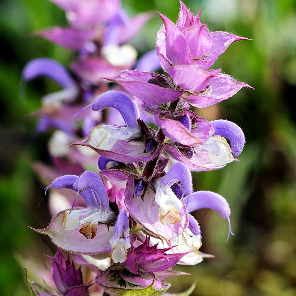 Muskateller-Salbei (Salvia sclarea var.turkestanica)