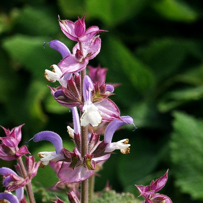 Muskateller-Salbei (Salvia sclarea var.turkestanica)