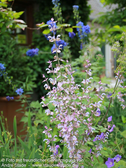 Muskateller-Salbei (Salvia sclarea)