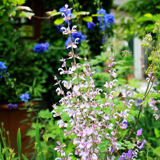 Muskateller-Salbei (Salvia sclarea)