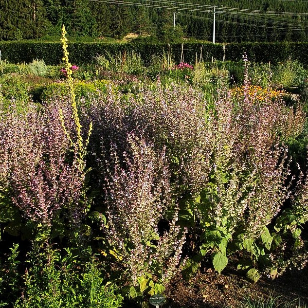 Muskateller-Salbei (Salvia sclarea)