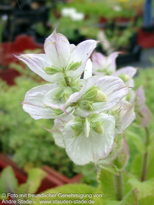 Muskateller-Salbei 'Vatican White' (Salvia sclarea var.turkest.)