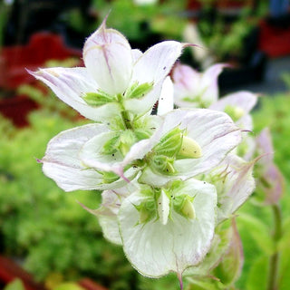 Muskateller-Salbei 'Vatican White' (Salvia sclarea var.turkest.)