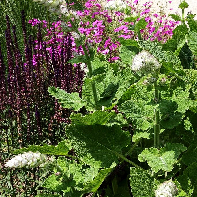 Muskateller-Salbei 'Vatican White' (Salvia sclarea var.turkest.)