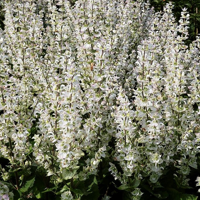 Muskateller-Salbei 'Vatican White' (Salvia sclarea var.turkest.)
