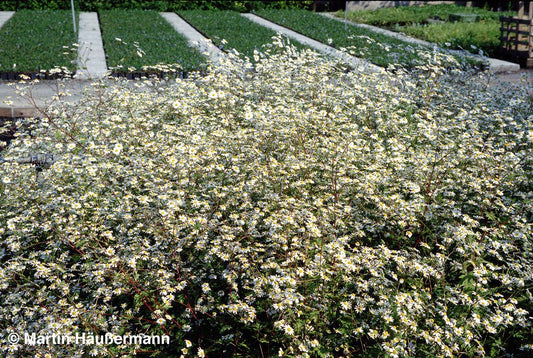 Mutterkraut (Tanacetum parthenium)