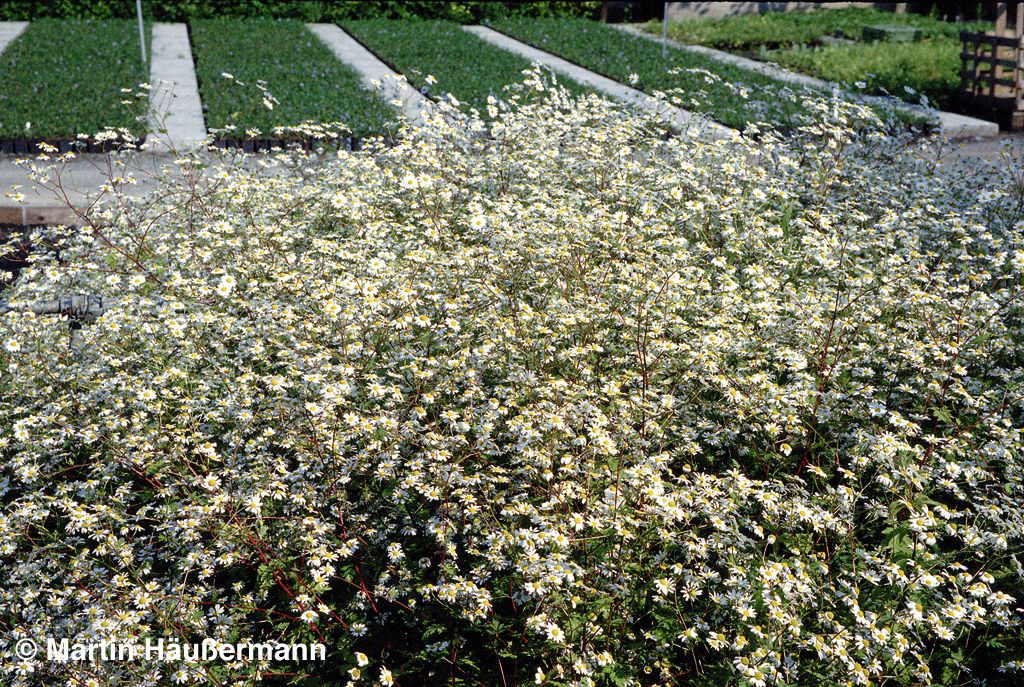 Mutterkraut (Tanacetum parthenium)