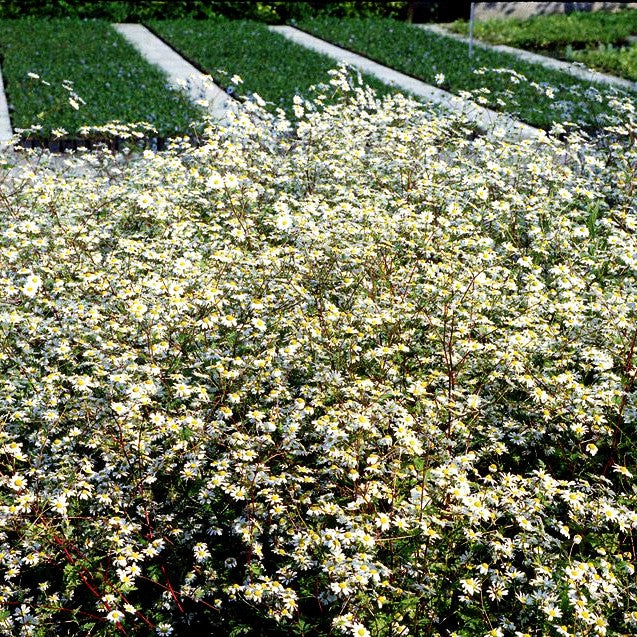 Mutterkraut (Tanacetum parthenium)