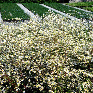 Mutterkraut (Tanacetum parthenium)