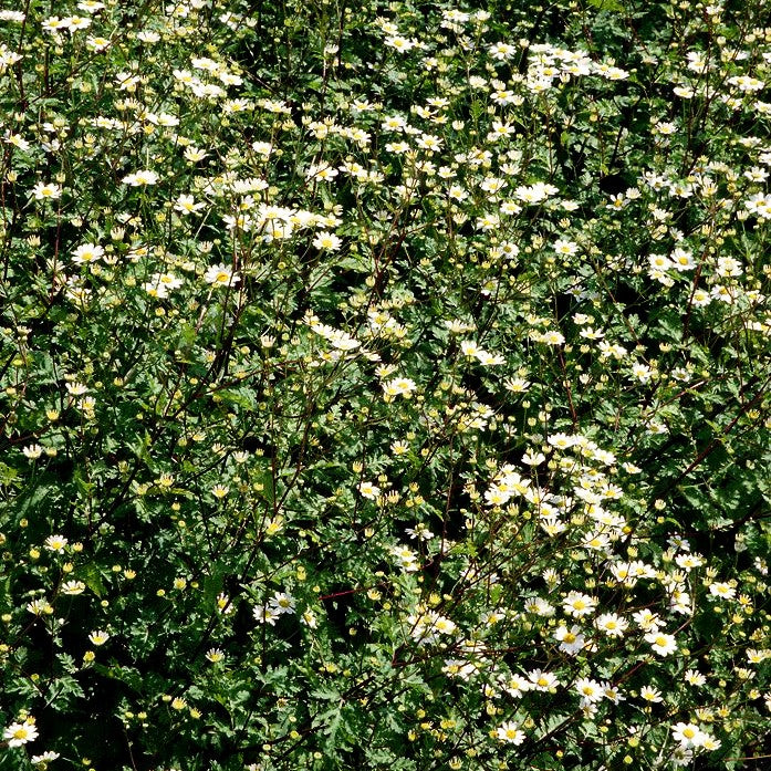 Mutterkraut (Tanacetum parthenium)