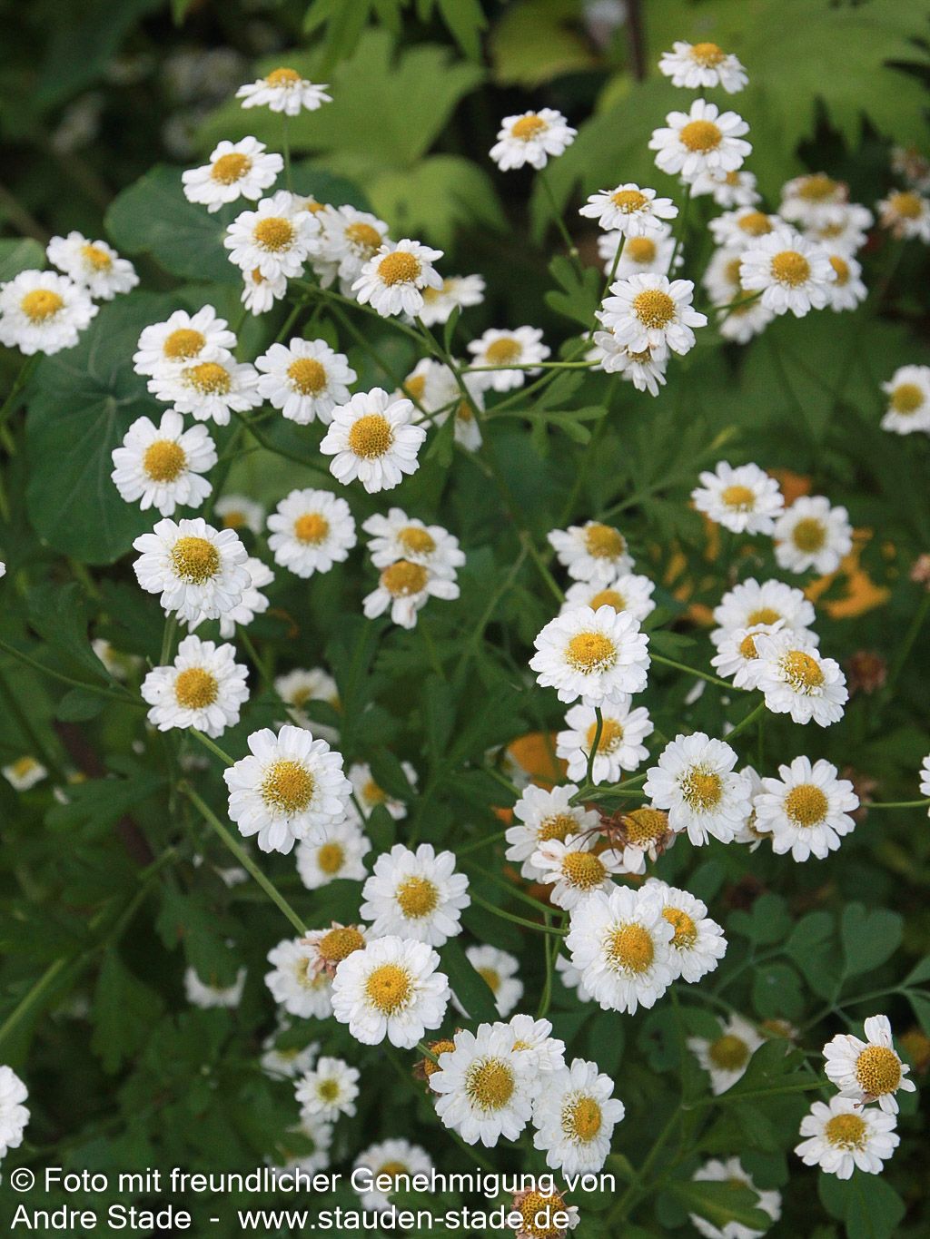 Mutterkraut (Tanacetum parthenium)