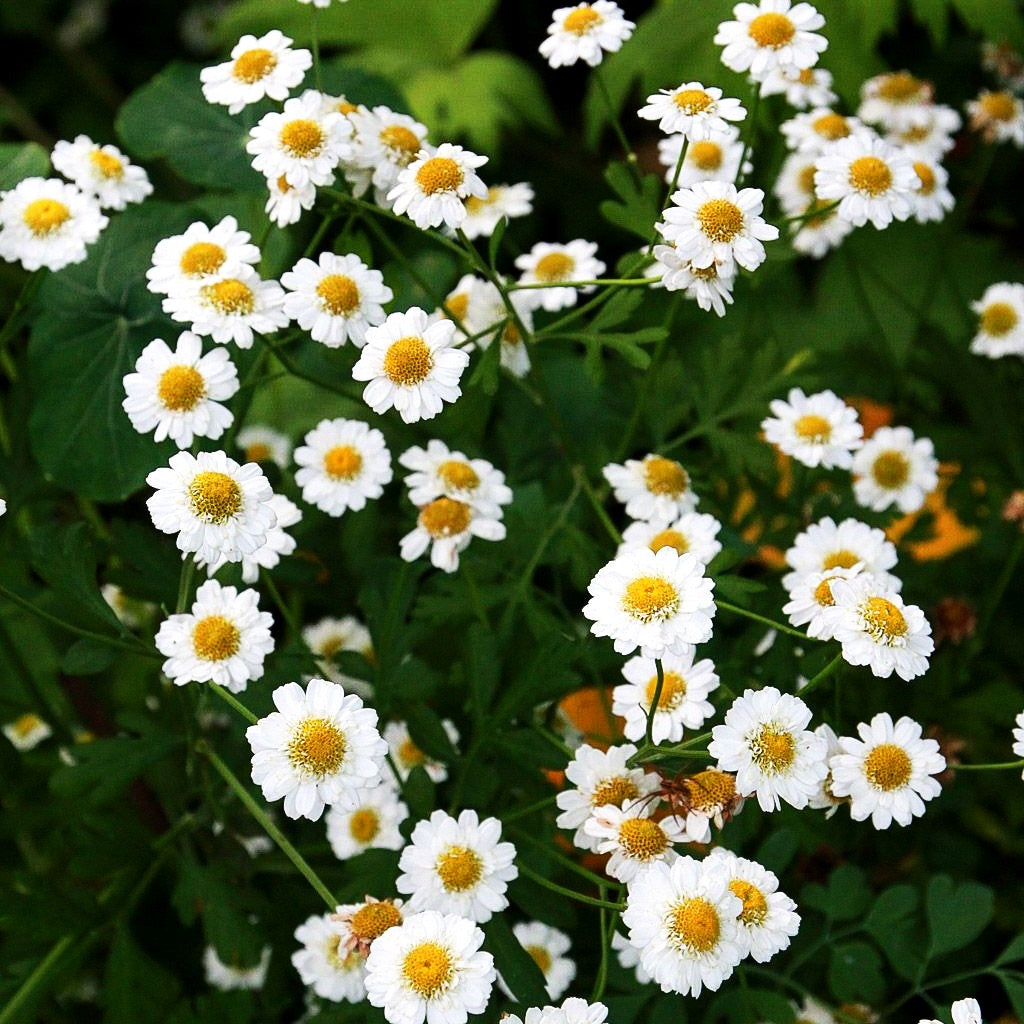 Mutterkraut (Tanacetum parthenium)