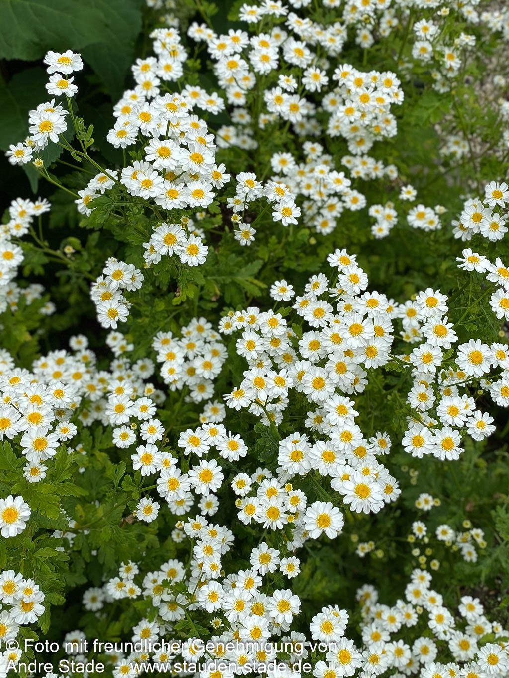 Mutterkraut (Tanacetum parthenium)