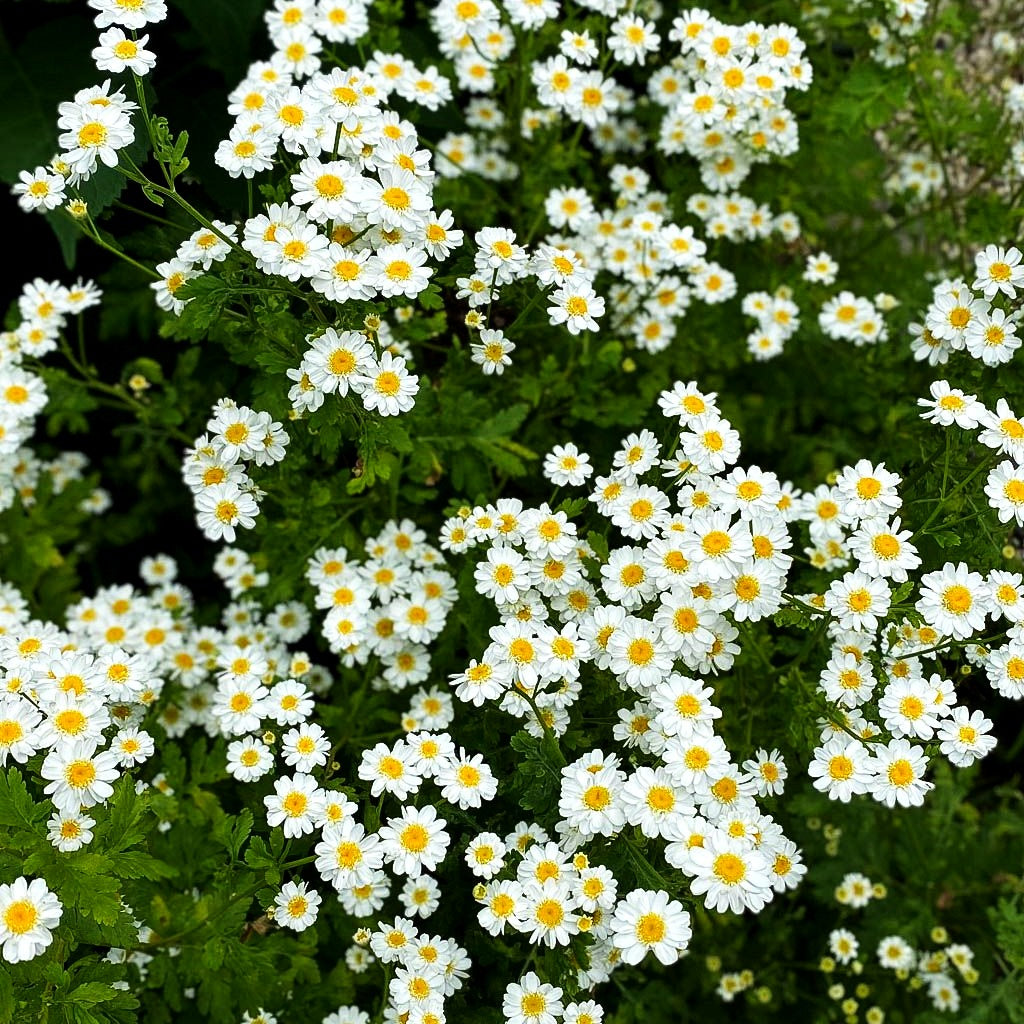 Mutterkraut (Tanacetum parthenium)