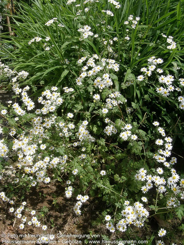 Mutterkraut (Tanacetum parthenium)