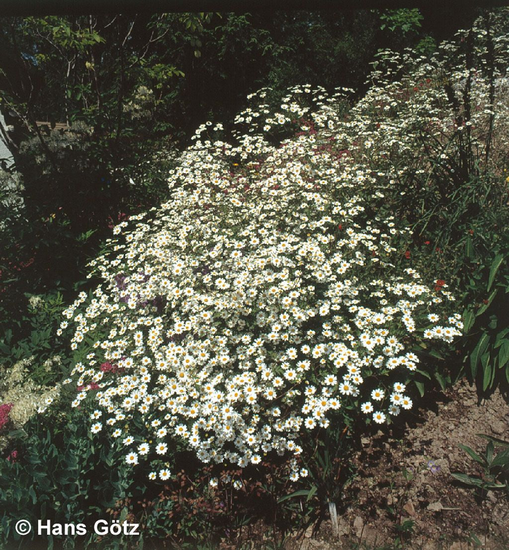 Mutterkraut (Tanacetum parthenium)