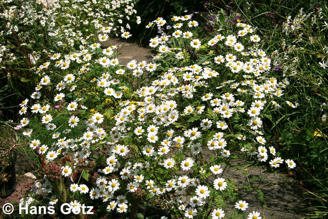 Mutterkraut (Tanacetum parthenium)