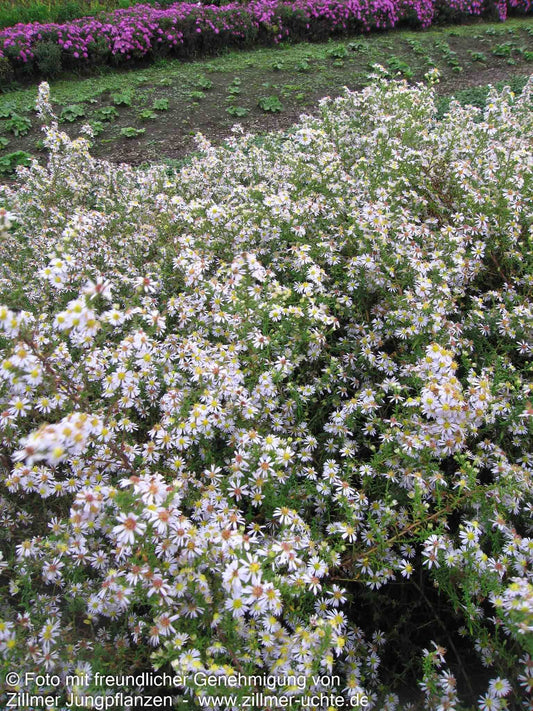 Myrten-Aster 'Erlkönig' (Aster ericoides)