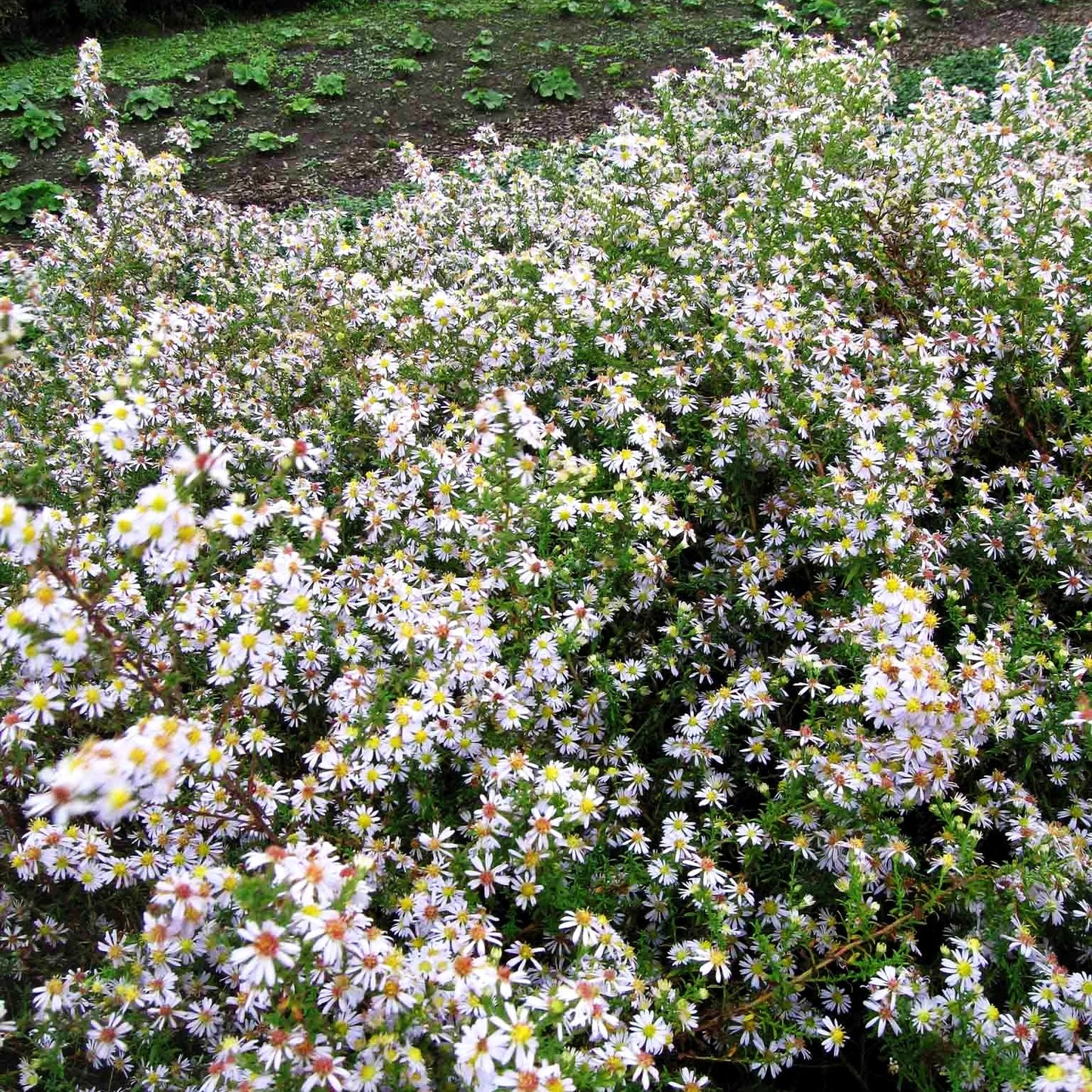 Myrten-Aster 'Erlkönig' (Aster ericoides)