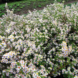 Myrten-Aster 'Erlkönig' (Aster ericoides)