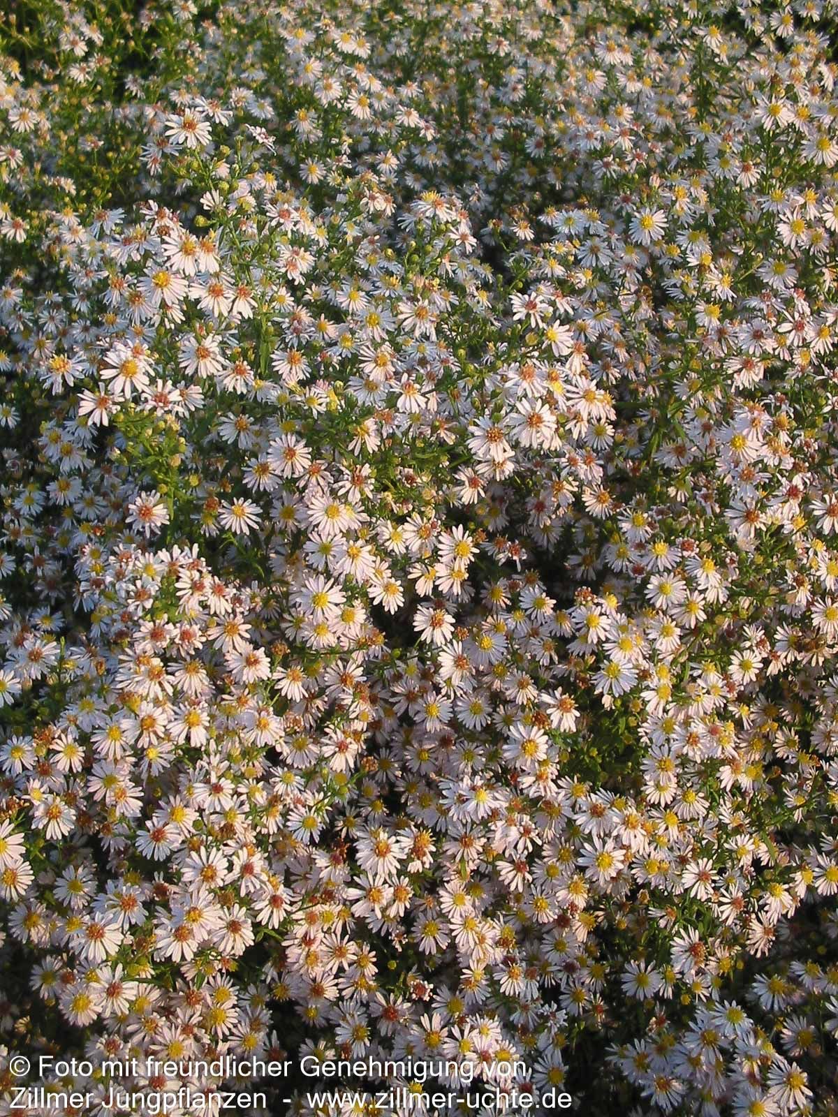 Myrten-Aster 'Erlkönig' (Aster ericoides)