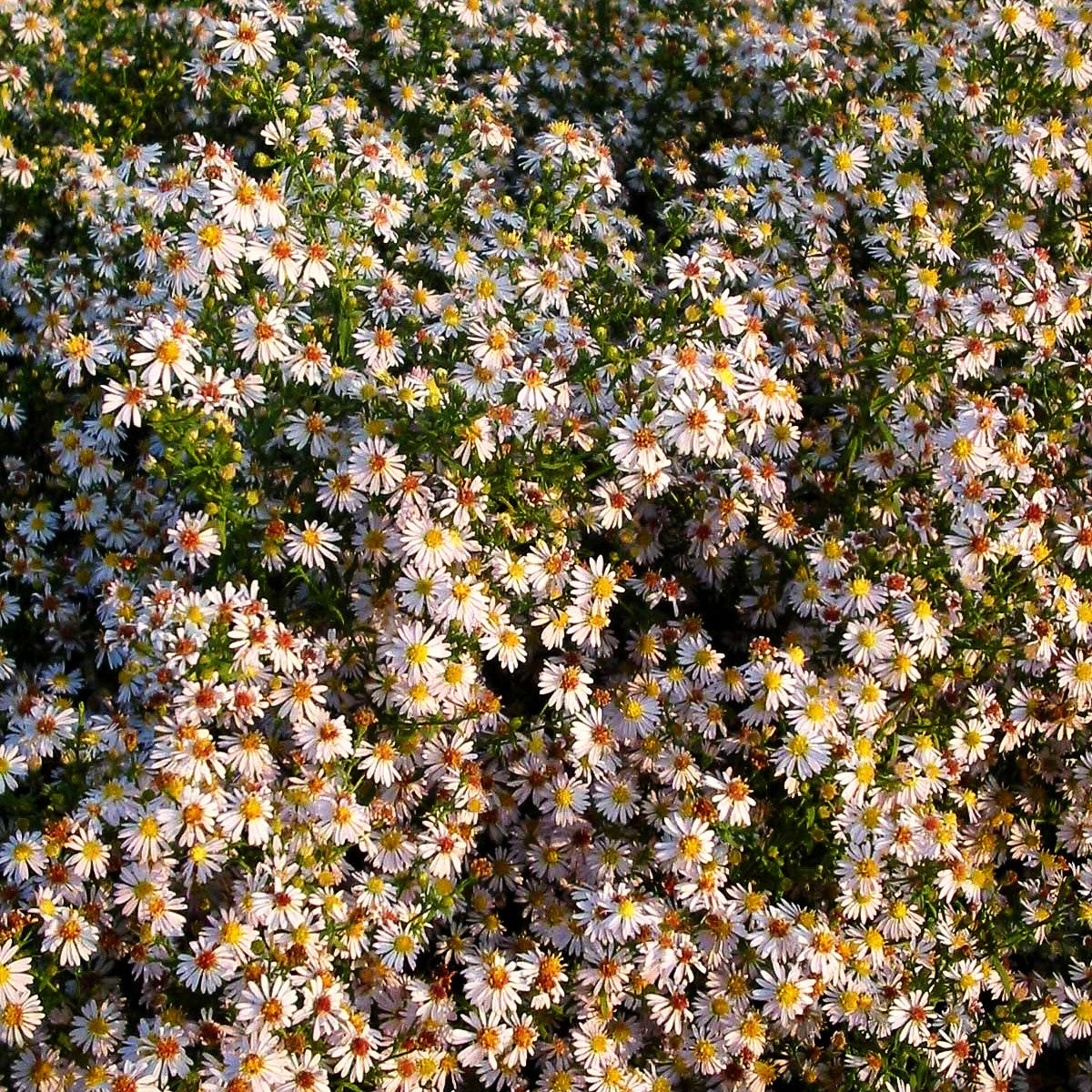Myrten-Aster 'Erlkönig' (Aster ericoides)