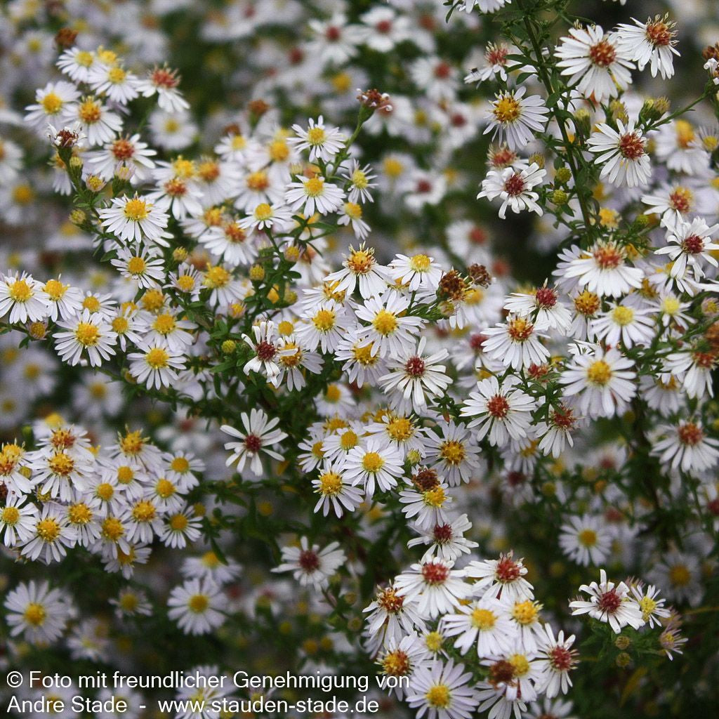 Myrten-Aster 'Erlkönig' (Aster ericoides)