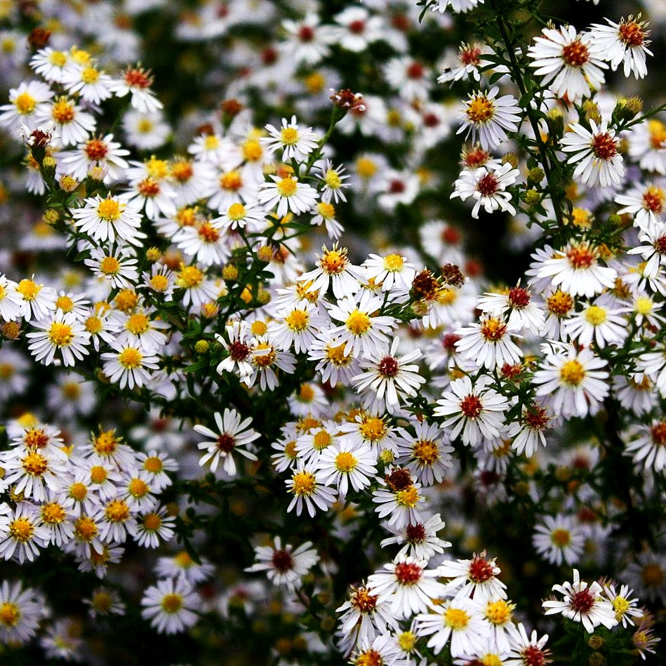 Myrten-Aster 'Erlkönig' (Aster ericoides)