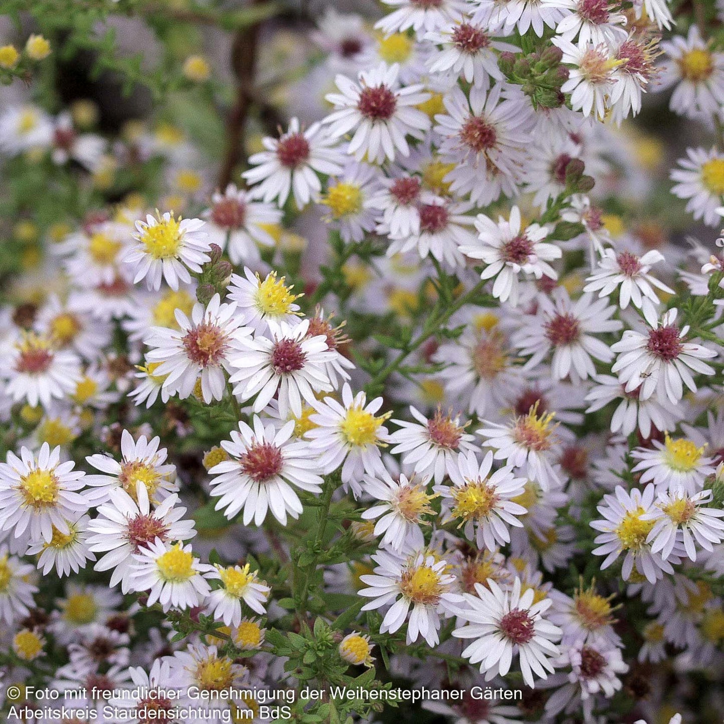Myrten-Aster 'Erlkönig' (Aster ericoides)