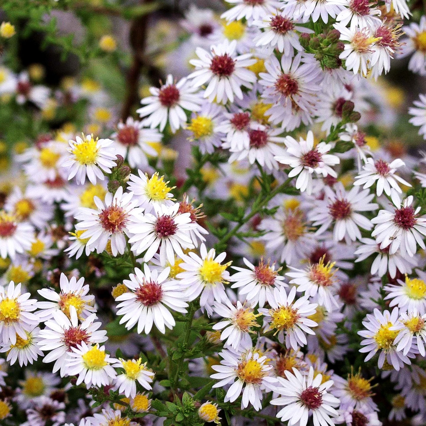 Myrten-Aster 'Erlkönig' (Aster ericoides)
