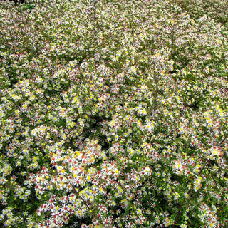Myrten-Aster 'Herbstmyrthe' (Aster ericoides)