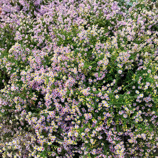 Myrten-Aster 'Lovely' (Aster ericoides)