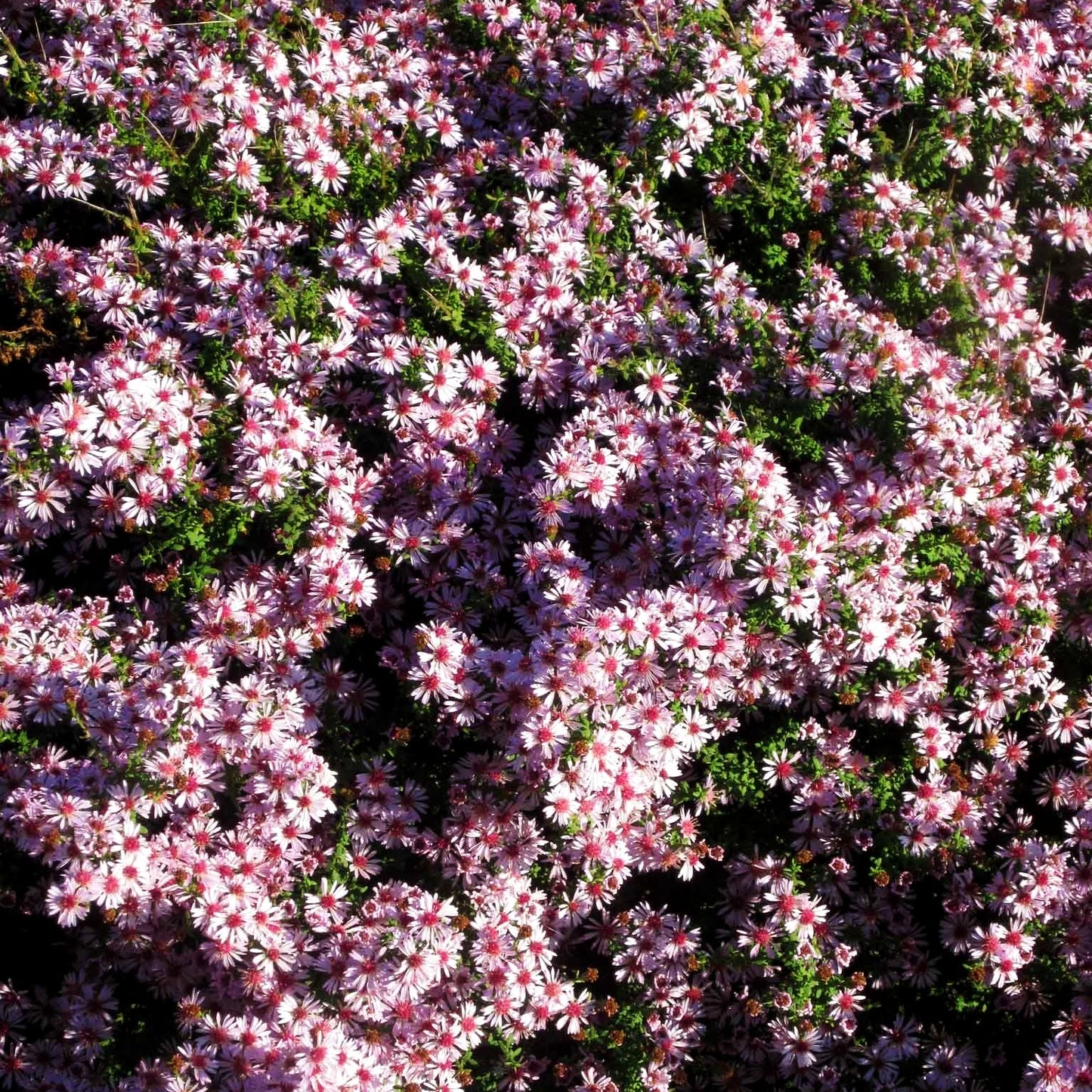 Myrten-Aster 'Lovely' (Aster ericoides)