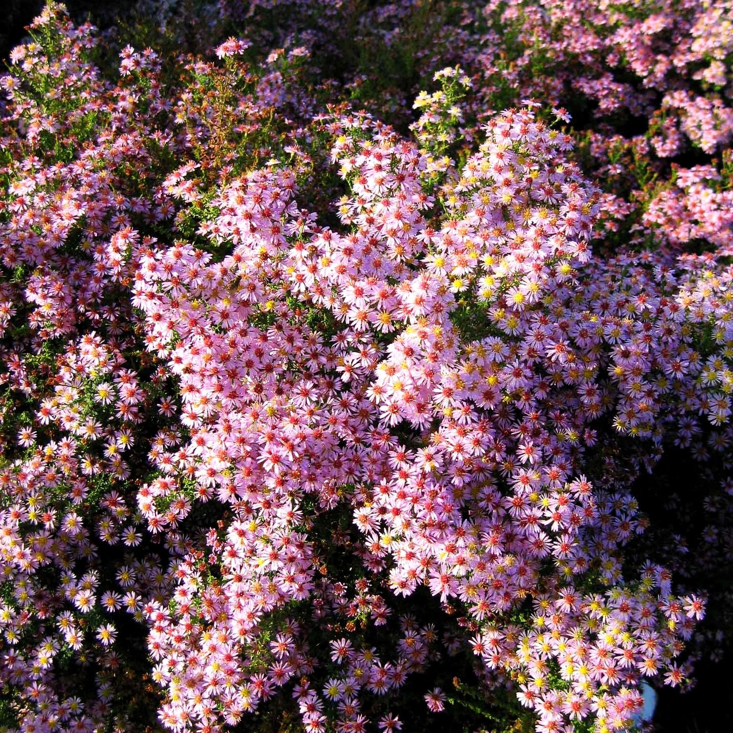 Myrten-Aster 'Lovely' (Aster ericoides)