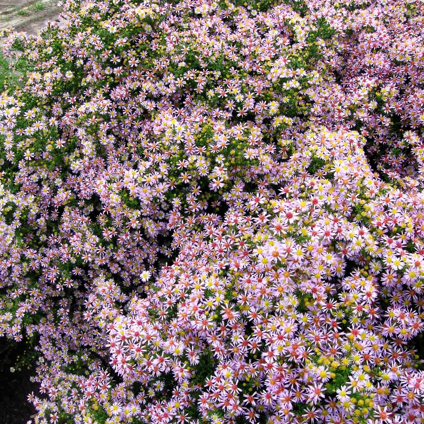 Myrten-Aster 'Lovely' (Aster ericoides)