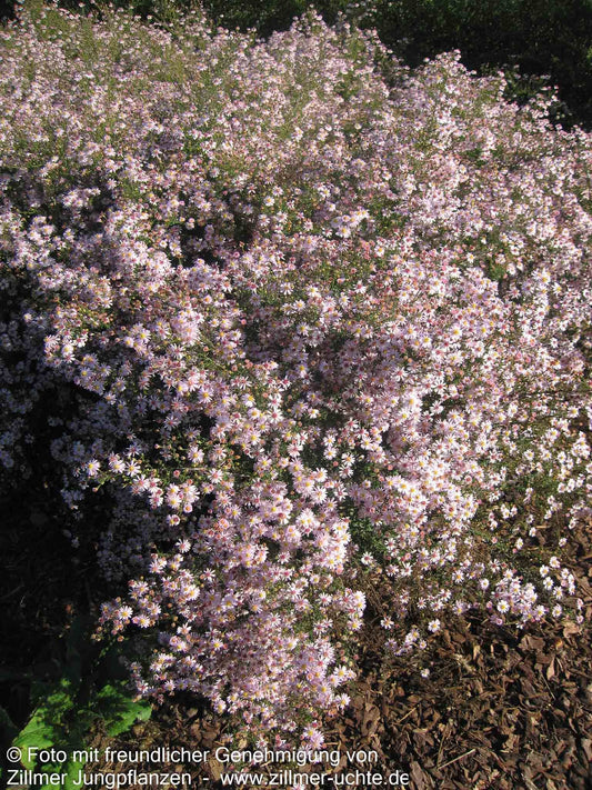 Myrten-Aster 'Pink Cloud' (Aster ericoides)