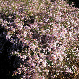 Myrten-Aster 'Pink Cloud' (Aster ericoides)