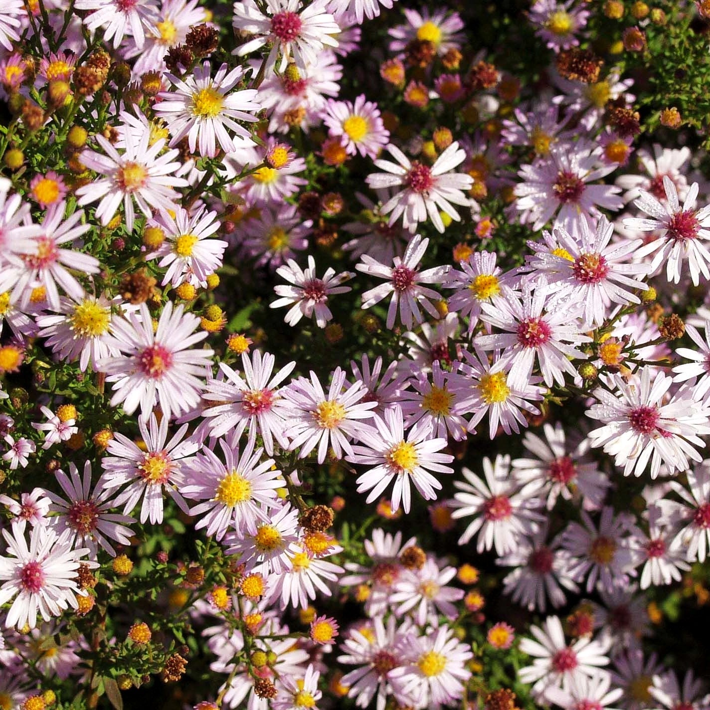 Myrten-Aster 'Pink Cloud' (Aster ericoides)