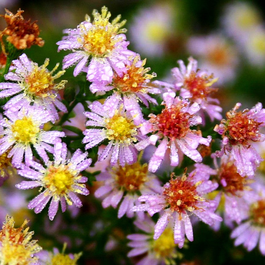 Myrten-Aster 'Pink Cloud' (Aster ericoides)