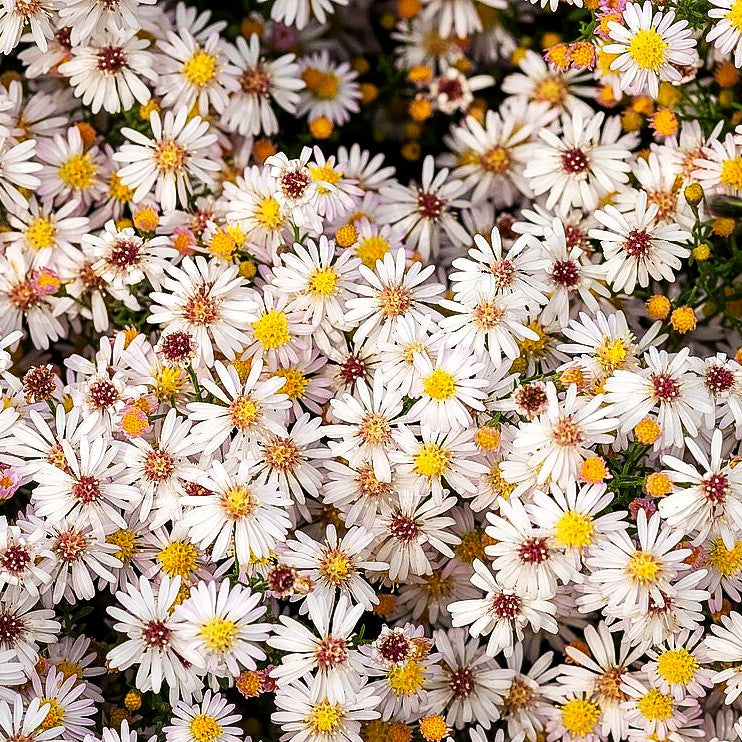 Myrten-Aster 'Pink Cloud' (Aster ericoides)