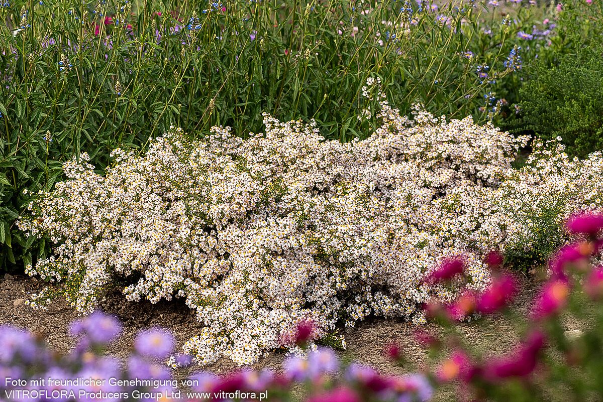 Myrten-Aster 'Pink Cloud' (Aster ericoides)